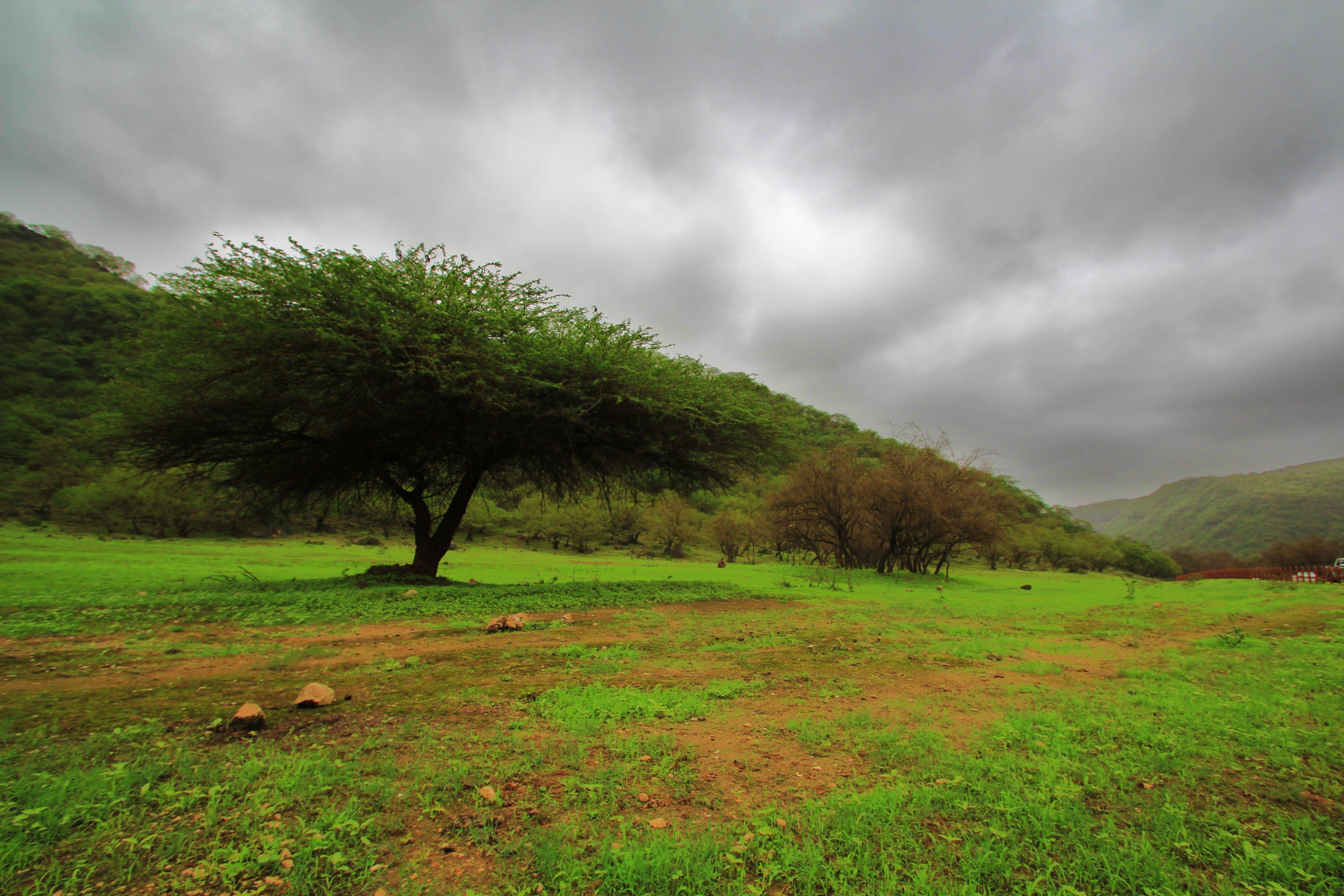 Crowne Plaza Resort Salalah Exterior foto A view of the park