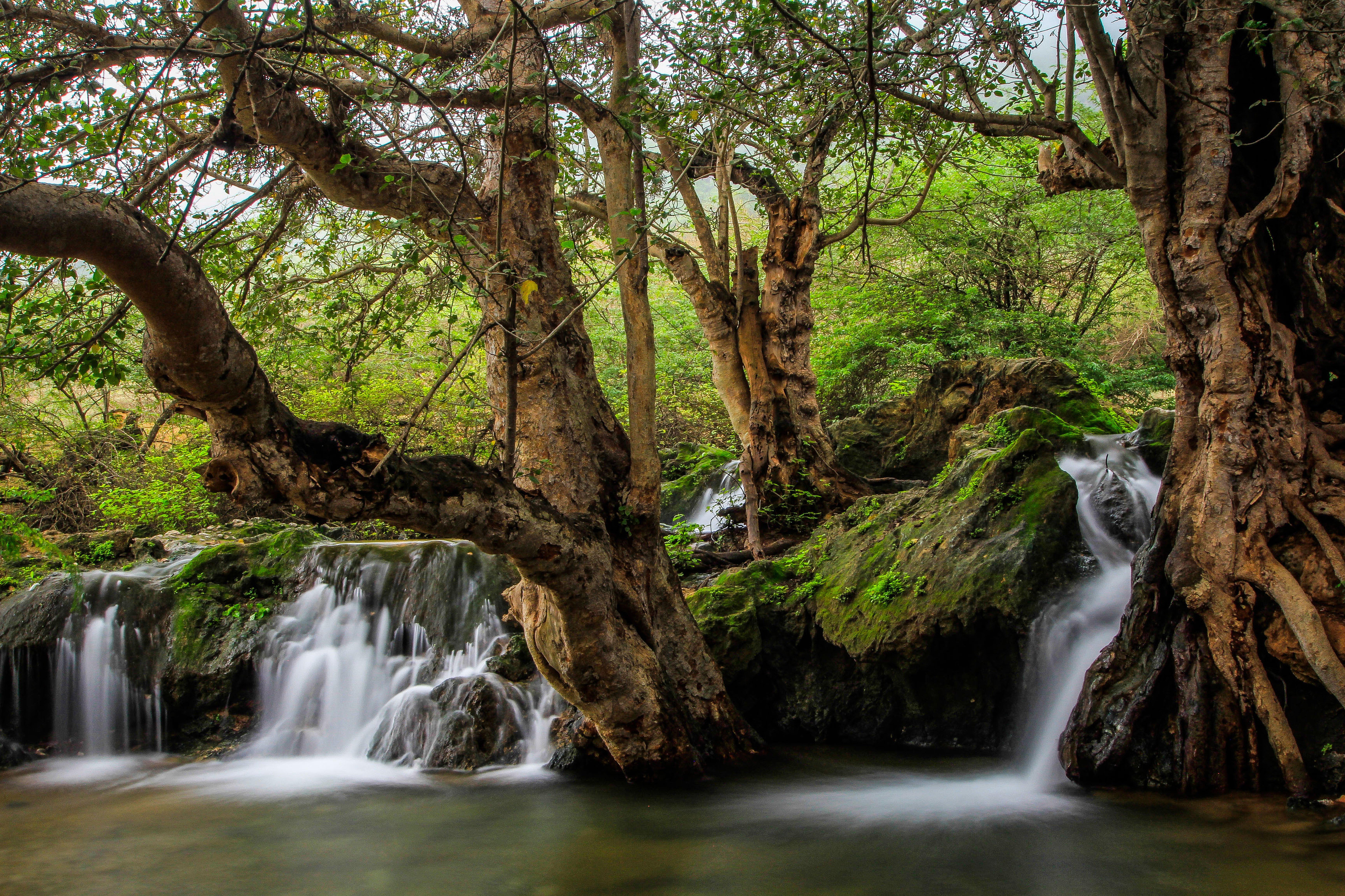 Crowne Plaza Resort Salalah Exterior foto The Platanus tree
